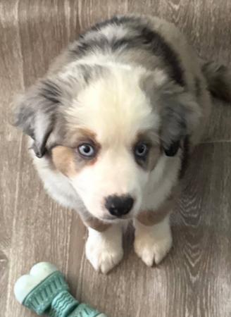 Miniature American Shepherd puppy for sale by ROCKYTOPP