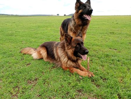 German Shepherd Dog for sale by PRINKIPAS