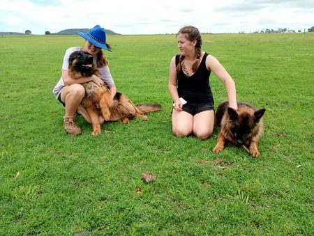 German Shepherd Dog (Long Stock Coat) for sale by PRINKIPAS