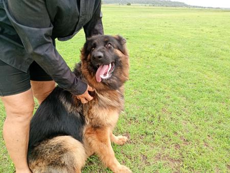 German Shepherd Dog (Long Stock Coat) for sale by PRINKIPAS