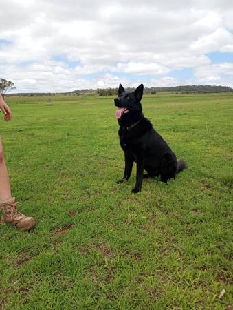 German Shepherd Dog (Long Stock Coat) for sale by PRINKIPAS