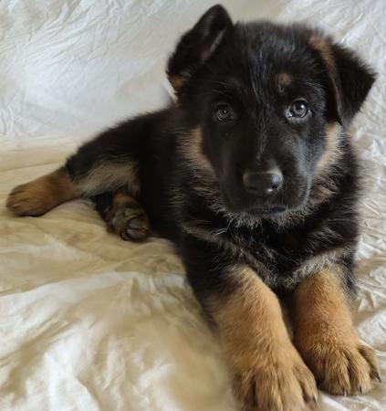 German Shepherd Dog (Long Stock Coat) for sale by PRINKIPAS
