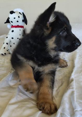 German Shepherd Dog (Long Stock Coat) for sale by PRINKIPAS