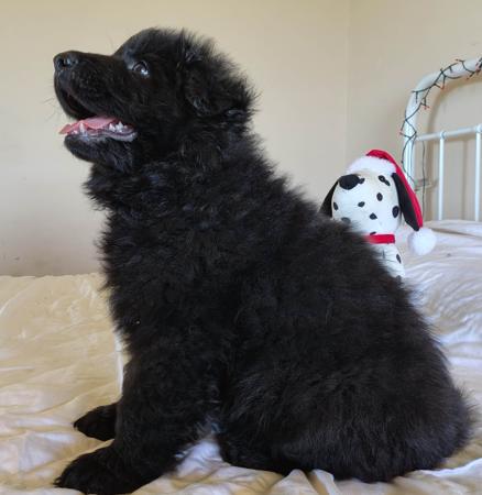 German Shepherd Dog (Long Stock Coat) for sale by PRINKIPAS