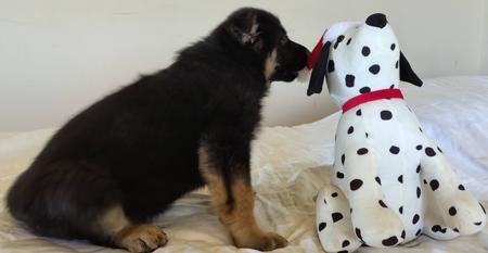 German Shepherd Dog (Long Stock Coat) for sale by PRINKIPAS