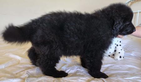 German Shepherd Dog for sale by PRINKIPAS