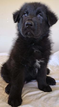 German Shepherd Dog for sale by PRINKIPAS