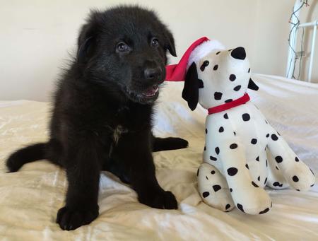 German Shepherd Dog for sale by PRINKIPAS