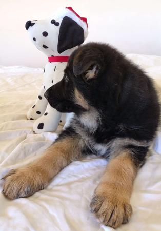 German Shepherd Dog for sale by PRINKIPAS