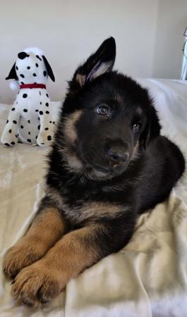 German Shepherd Dog puppy for sale by PRINKIPAS