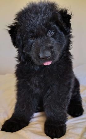 German Shepherd Dog (Long Stock Coat) puppy for sale by PRINKIPAS