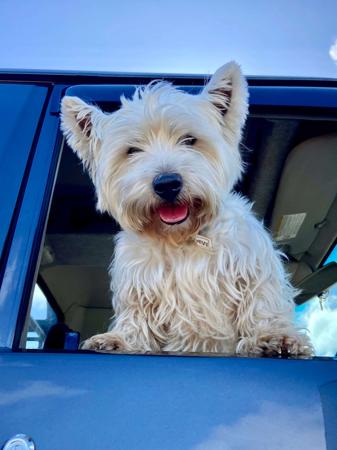 West Highland White Terrier for sale by HURKLEDOON
