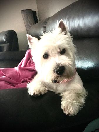 West Highland White Terrier for sale by HURKLEDOON
