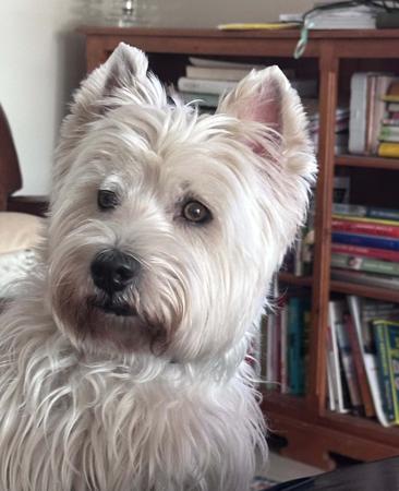 West Highland White Terrier for sale by HURKLEDOON