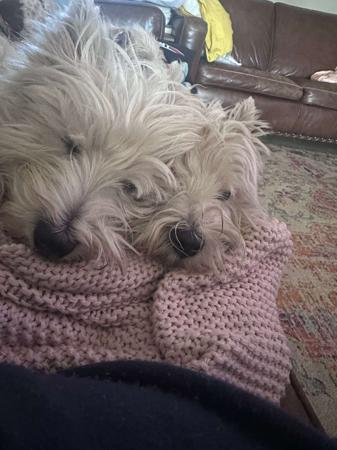 West Highland White Terrier for sale by HURKLEDOON