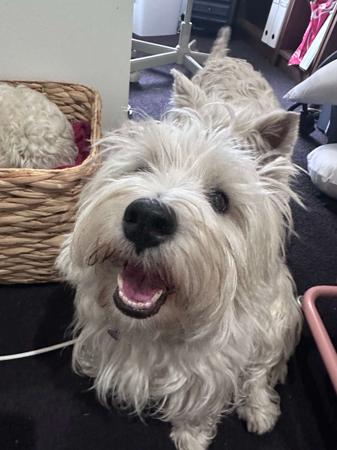 West Highland White Terrier for sale by HURKLEDOON