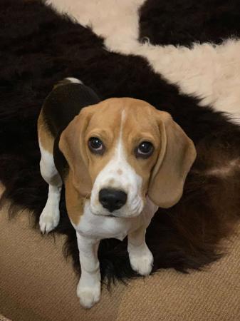 Beagle for sale by EAGLEBEA