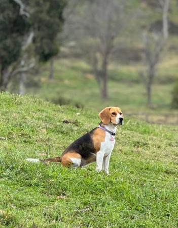 Beagle for sale by EAGLEBEA