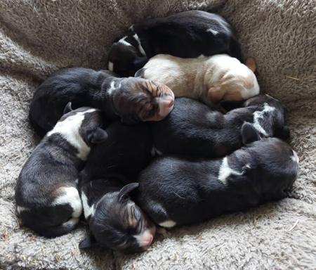 Beagle for sale by EAGLEBEA