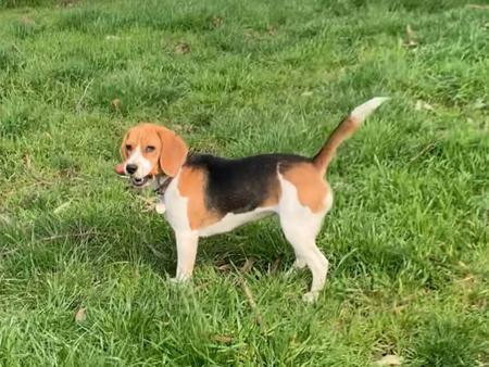 Beagle for sale by EAGLEBEA