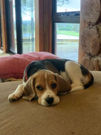 Beagle for sale by EAGLEBEA