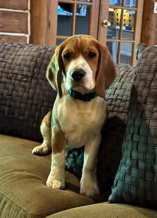 Beagle for sale by EAGLEBEA