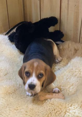Beagle puppy for sale by EAGLEBEA