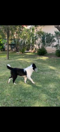 Border Collie for sale by BRIGALOWPAWS
