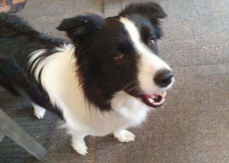 Border Collie for sale by BRIGALOWPAWS