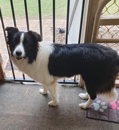 Border Collie for sale by BRIGALOWPAWS