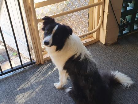 Border Collie for sale by BRIGALOWPAWS