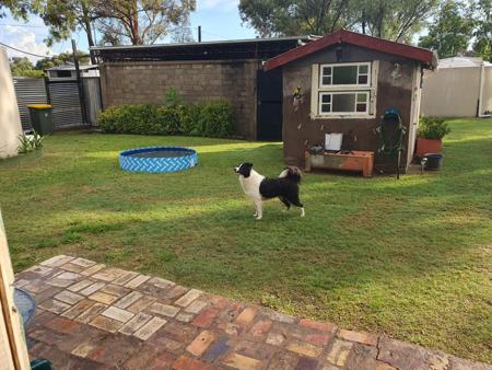 Border Collie for sale by BRIGALOWPAWS