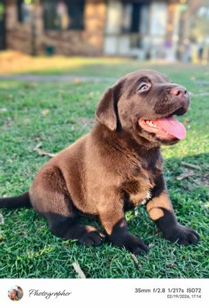 Labrador Retriever for sale by LABPUBZSPAM