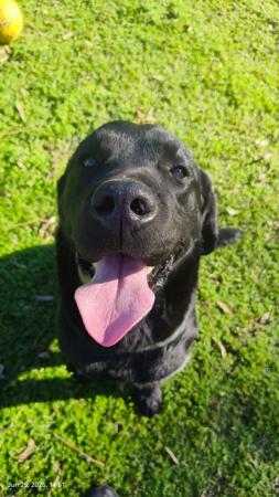 Labrador Retriever for sale by LABPUPZSPAM