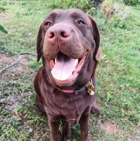 Labrador Retriever for sale by LABPUPZSPAM