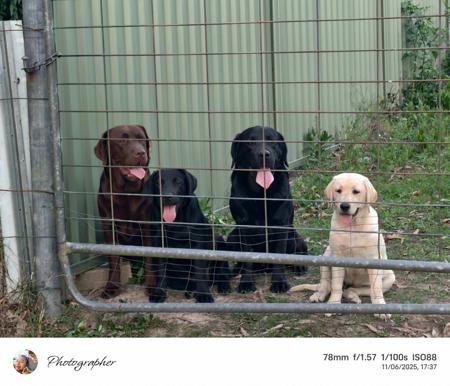 Labrador Retriever for sale by LABPUPZSPAM