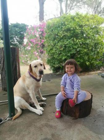 Labrador Retriever for sale by LABPUPZSPAM