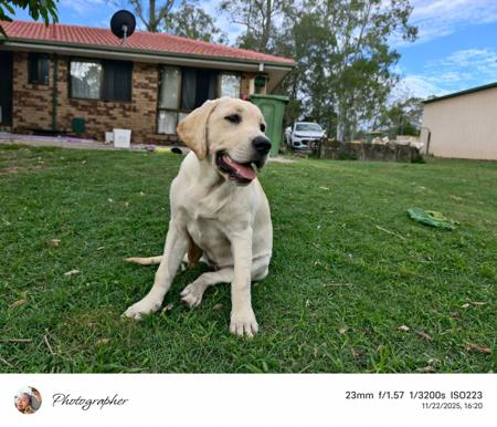 Labrador Retriever for sale by LABPUPZSPAM