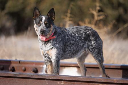 Australian Cattle Dog for sale by MACRIVERBLUZ