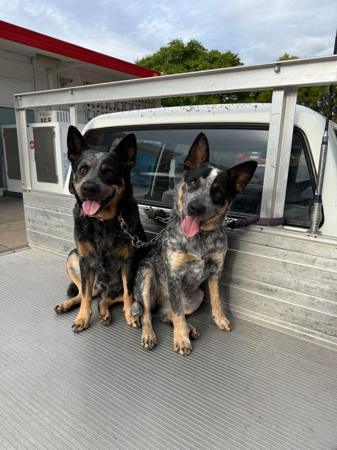 Australian Cattle Dog for sale by MACRIVERBLUZ