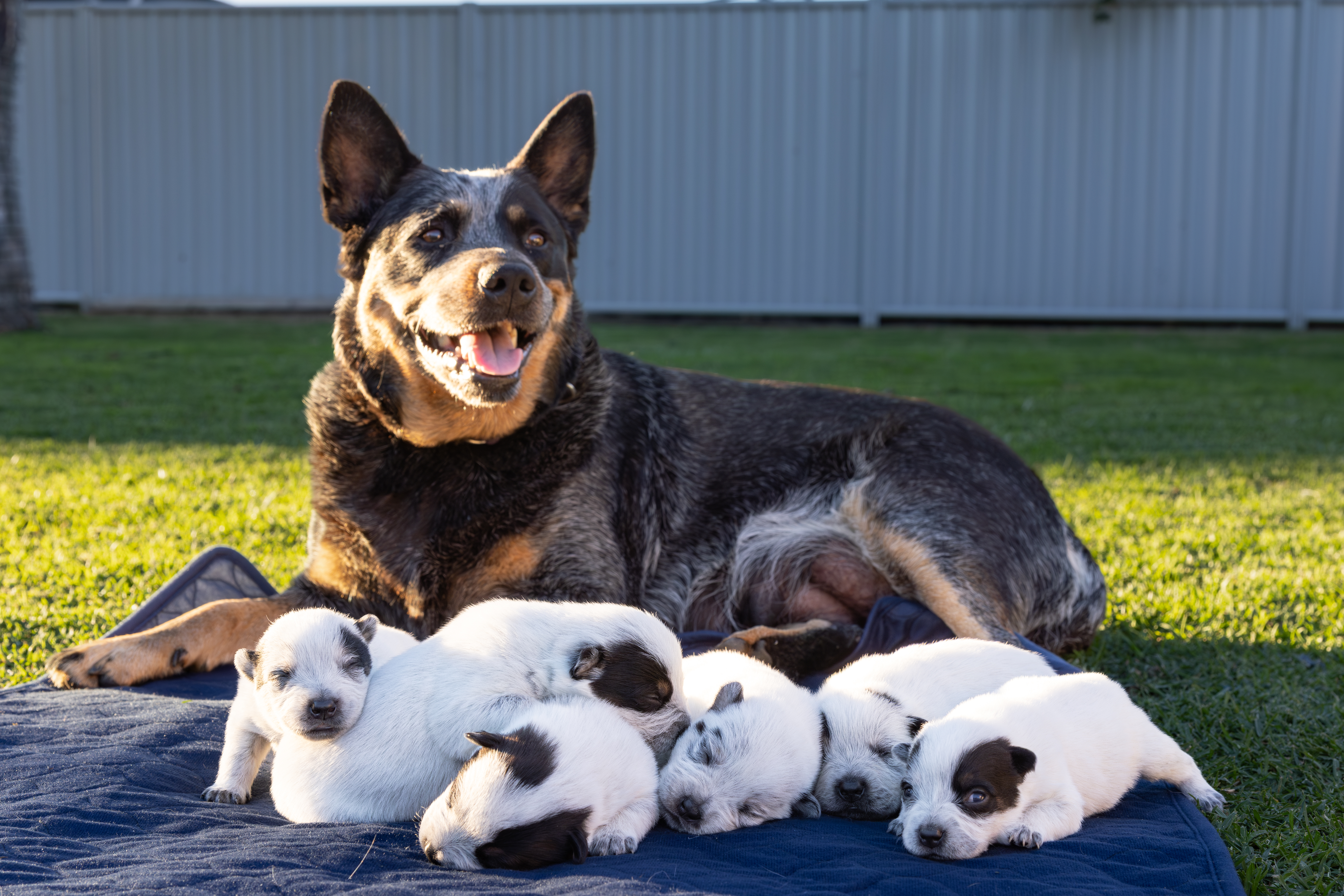 Australian Cattle Dog for sale by MACRIVERBLUZ
