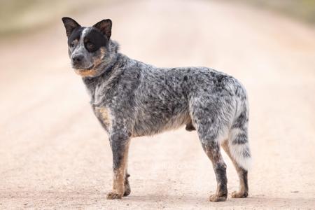 Australian Cattle Dog for sale by MACRIVERBLUZ