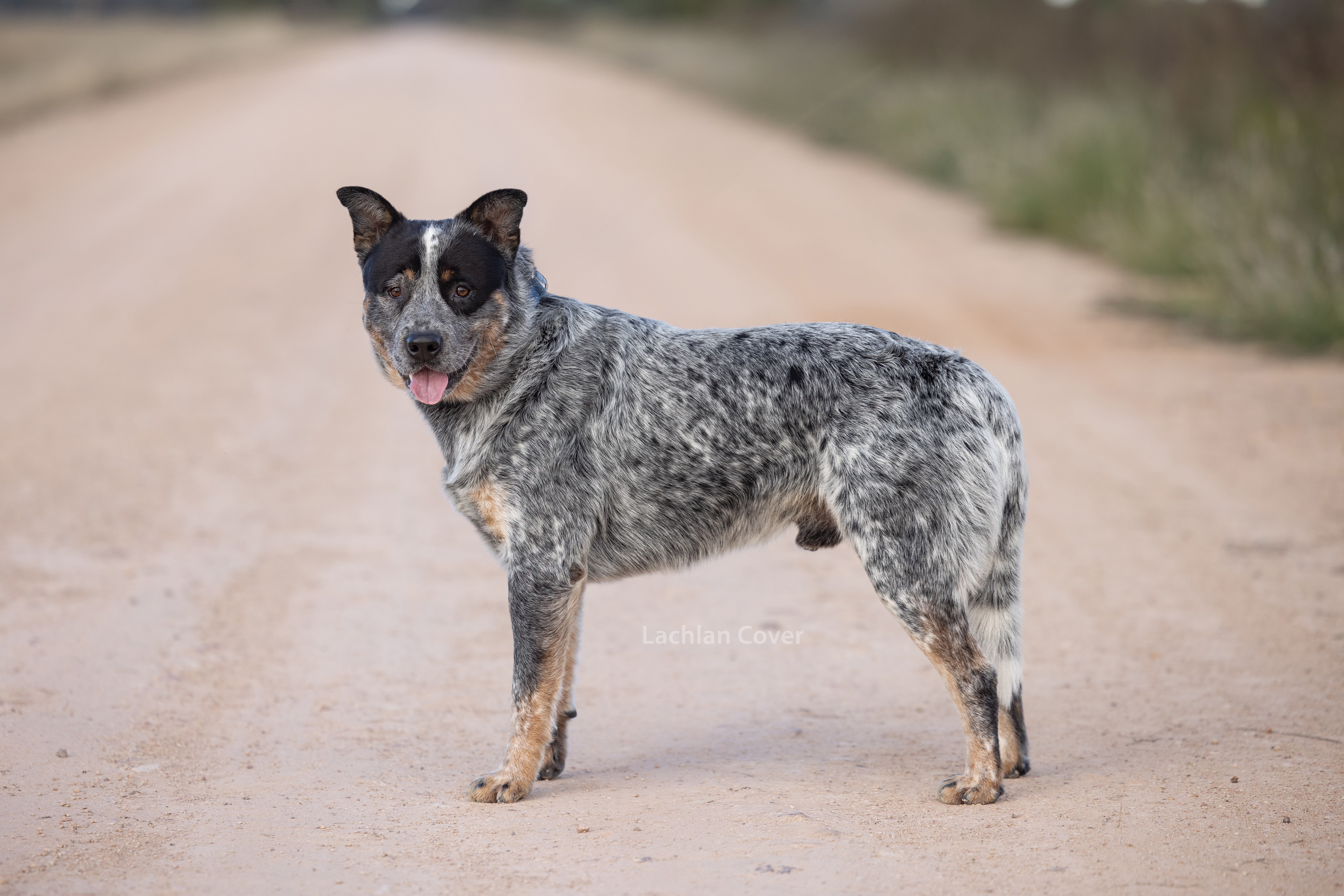 Australian Cattle Dog for sale by MACRIVERBLUZ