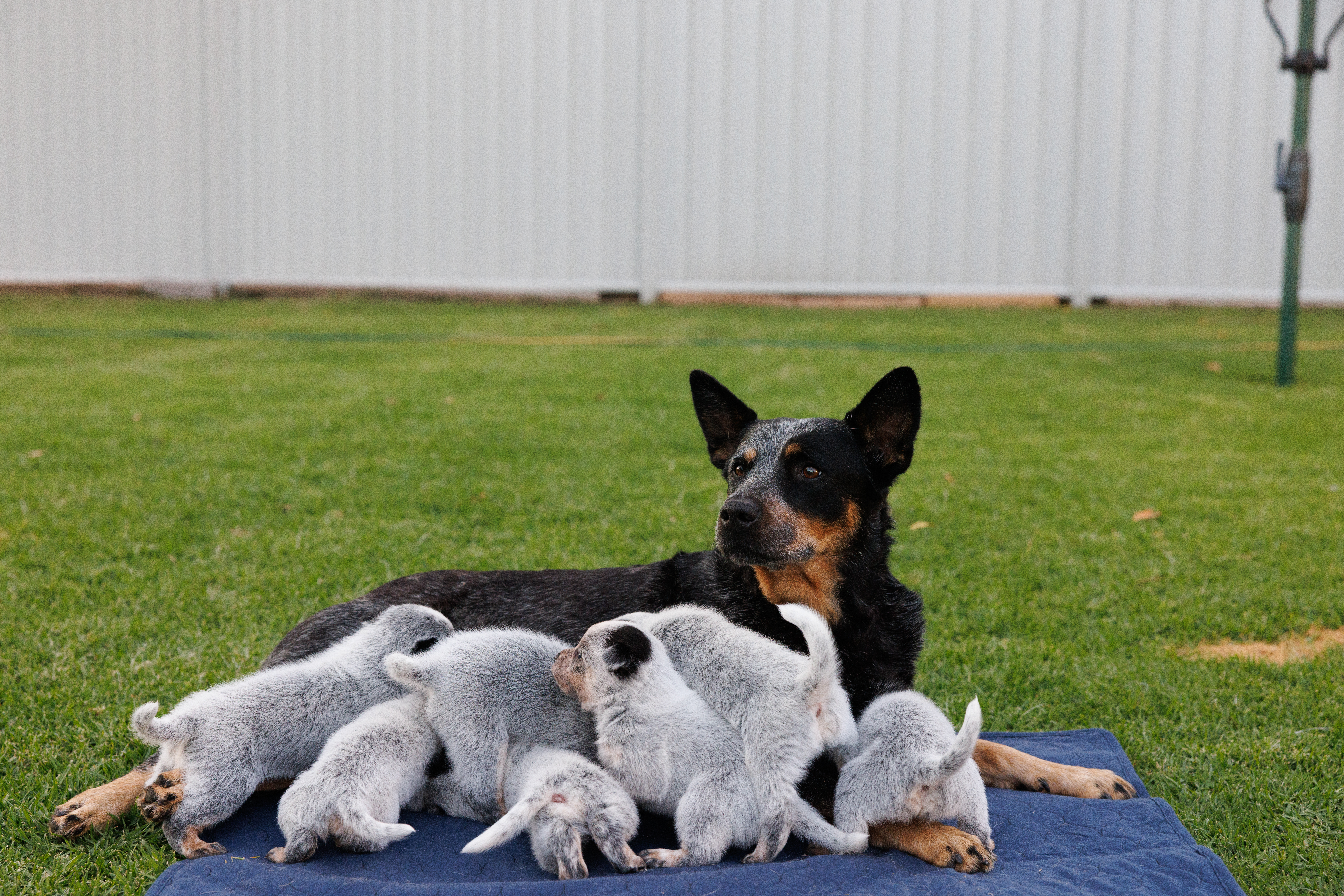 Australian Cattle Dog puppy for sale by MACRIVERBLUZ