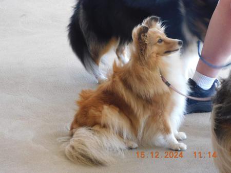 Shetland Sheepdog for sale by AUSTWAY
