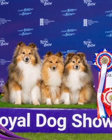Shetland Sheepdog for sale by AUSTWAY