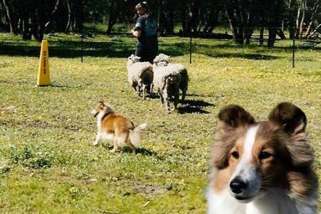 Shetland Sheepdog for sale by AUSTWAY
