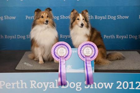 Shetland Sheepdog for sale by AUSTWAY