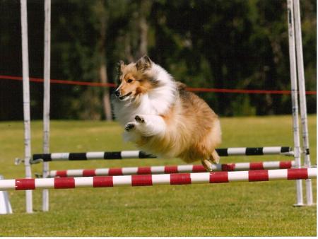 Shetland Sheepdog for sale by AUSTWAY