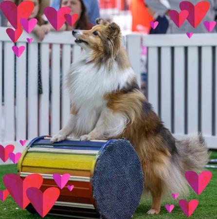 Shetland Sheepdog for sale by AUSTWAY